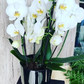 White Orchid in Black Vase