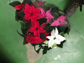 Poinsettia   tri colour